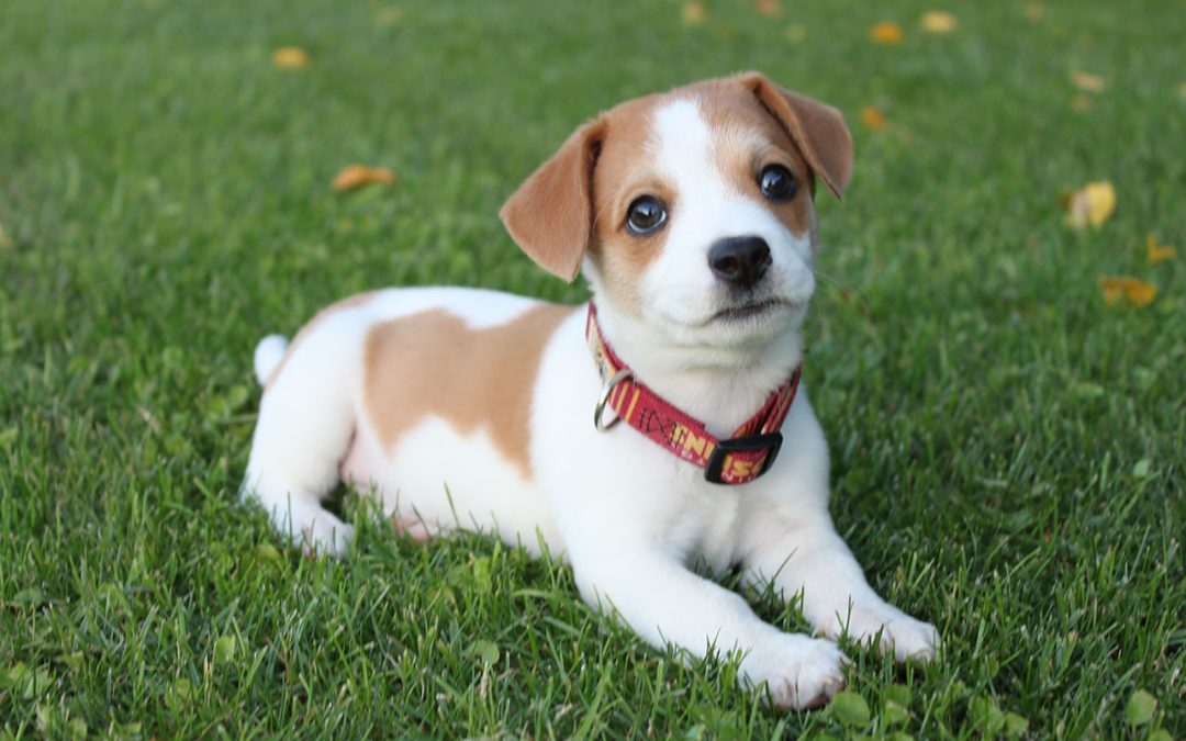 Pawesome Tips on Raising a Puppy